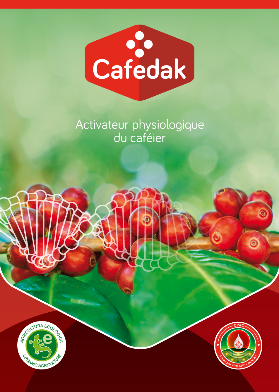 Cafedak: Activateur physiologique du caféier