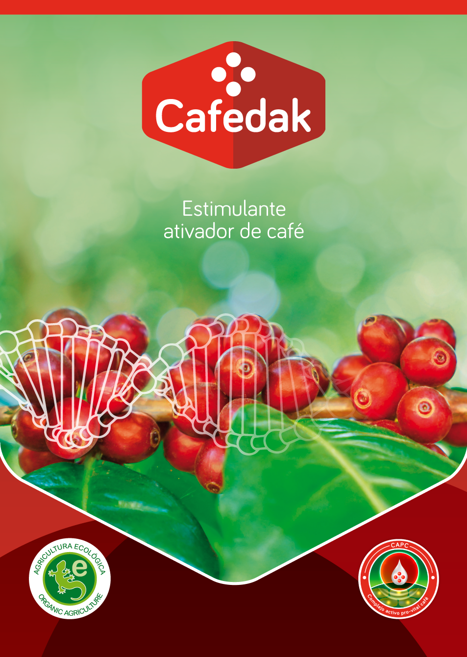 Cafedak: Estimulante ativador de café