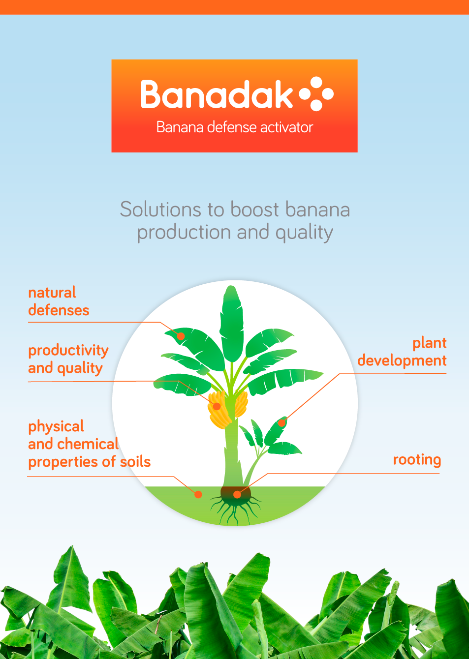 Banadak: Soluciones para potenciar la producción y la calidad del banano