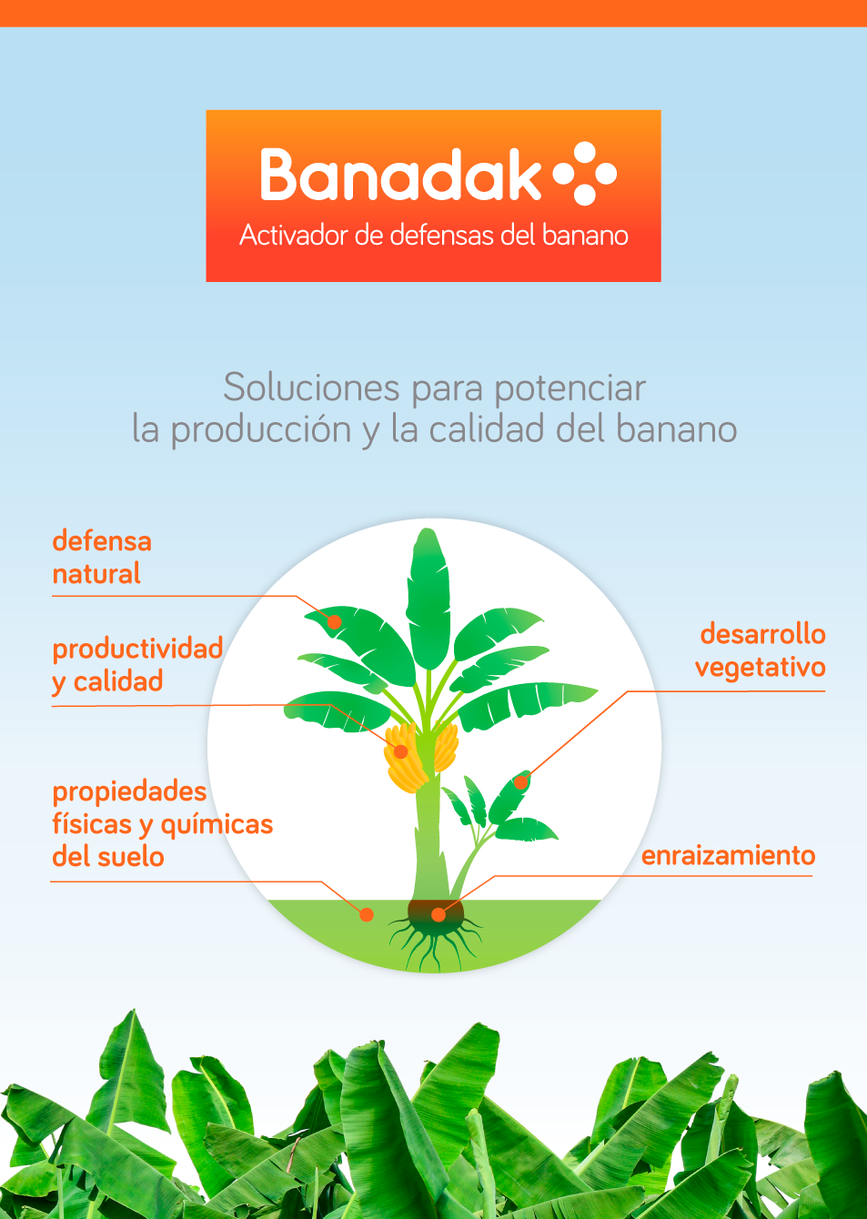 Banadak: Soluciones para potenciar la producción y la calidad del banano